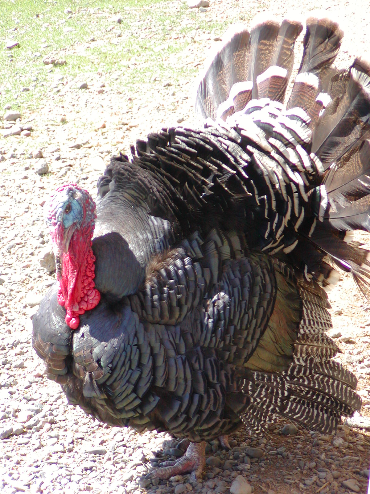 turkey6.jpg